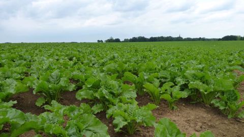 La production mondiale de sucre devrait progresser de 6 Mt durant la campagne 2020/21, selon FranceAgriMer. (©Terre-net Média)