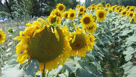 Un tour de plaine, pour des parcelles de tournesol plus saines