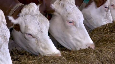 « Nous avons remplacé les 2/3 du maïs par un ensilage de dérobées » « Nous avons remplacé les 2/3 du maïs par un ensilage de dérobées »