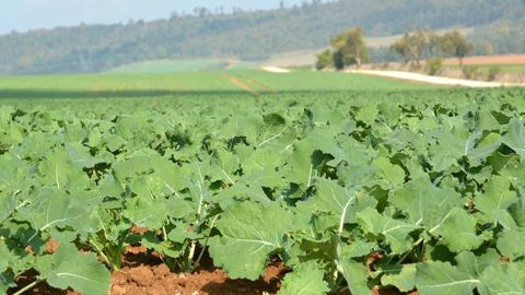  Pour cela un colza robuste, un enracinement très performant (le pivot doit atteindre 15 cm au moins à l’entrée de l’hiver) est indispensable. L’enracinement est dépendant de l’alimentation en phosphore qu’il ne faut pas négliger. (©Laurent Jung/Terres Inovia)