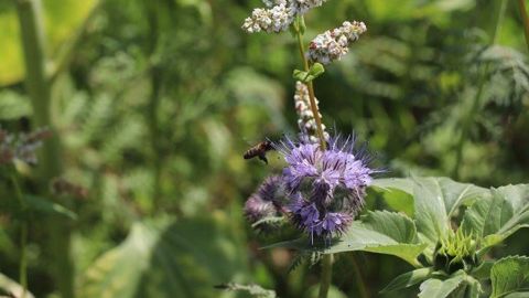 Pour Sébastien Roumegous, l'agro-écologie consiste à « utiliser les processus du vivant pour produire à moins coût, tout en respectant l'environnement ». (©Alain Van de Kerckhove)<br />