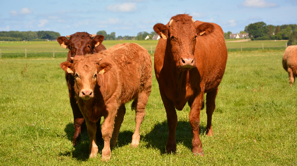 « Le marché des broutards tient, soutenu par l’export en vif vers l’Italie et l’Algérie », selon FranceAgriMer. (©Terre-net Média)