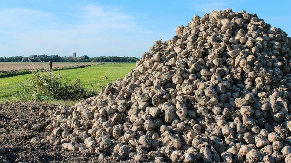 Le Royaume-Uni importe chaque année près d'un million de tonnes de sucre. (©Pixabay)