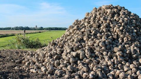 Le Royaume-Uni importe chaque année près d'un million de tonnes de sucre. (©Pixabay)