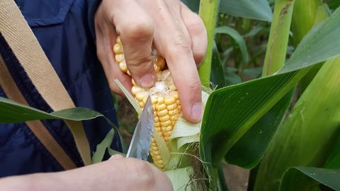 Il faut visiter les parcelles de maïs fourrage pour observer le remplissage des grains et affiner, si possible, la date optimale de récolte afin d'ensiler à 32 % MS plante entière. (©Terre-net Média) Il faut visiter les parcelles de maïs fourrage pour observer le remplissage des grains et affiner, si possible, la date optimale de récolte afin d'ensiler à 32 % MS plante entière. (©Terre-net Média)