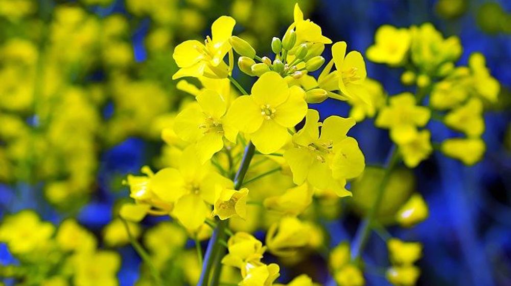 Tous les résultats d'essais variétés colza sont disponibles ! (©Pixabay)