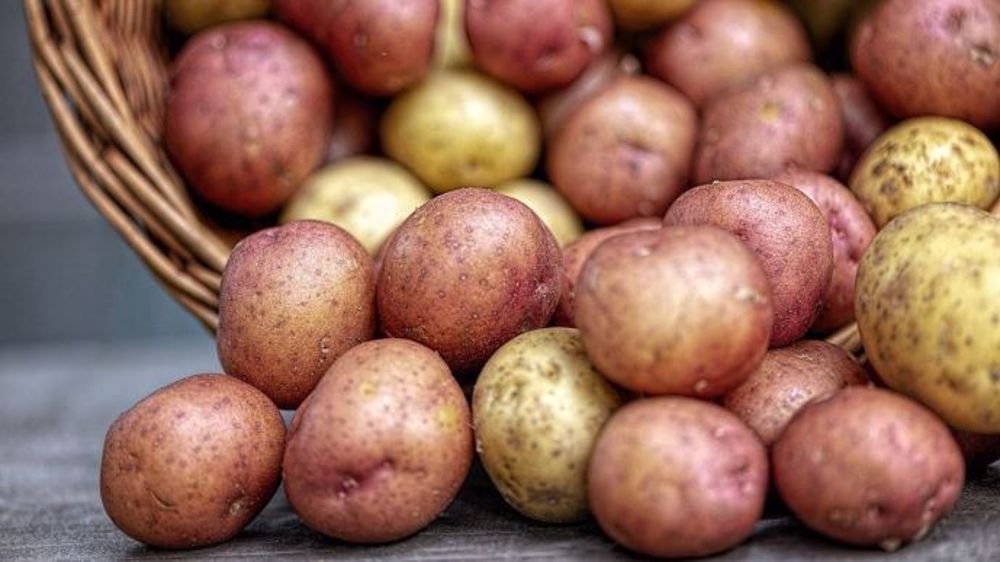 « Les volumes de pommes de terre qui étaient destinés à l’industrie de transformation ont été dégagés vers des débouchés alternatifs de valorisation (alimentation animale, compostage, méthanisation, export...etc.), entraînant de sévères pertes pour l'ensemble des maillons de la filière », déplore le NEPG. (©Pixabay)