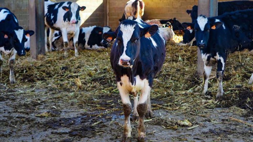 Les Français se montrent largement favorables à la mise en place de mesures supplémentaires pour assurer le bien-être des animaux d'élevage. (©Pixabay)