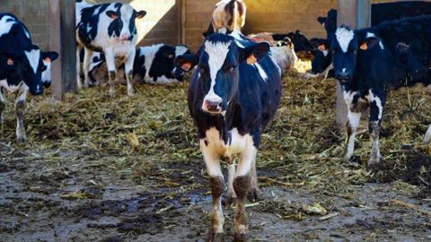 Les Français se montrent largement favorables à la mise en place de mesures supplémentaires pour assurer le bien-être des animaux d'élevage. (©Pixabay) Les Français se montrent largement favorables à la mise en place de mesures supplémentaires pour assurer le bien-être des animaux d'élevage. (©Pixabay)