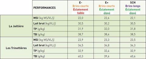 Ensilage brins longs : quel effet sur les vaches laitières Effet de l'éclatement du grain de maïs ensilage sur les performances des vaches laitières