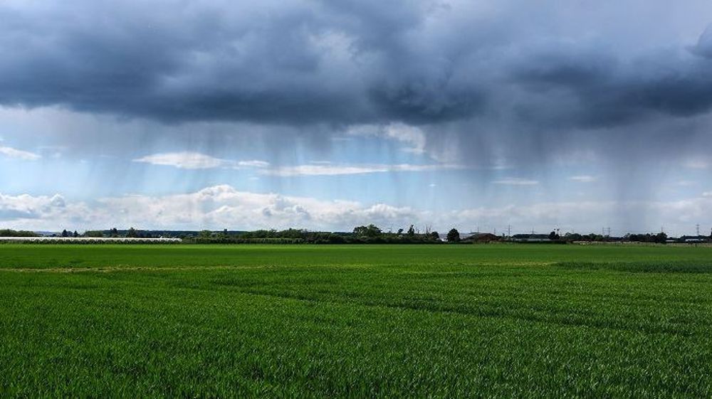 Les récentes pluies ont bien aidé à la levée des colzas. (©PixaBay)