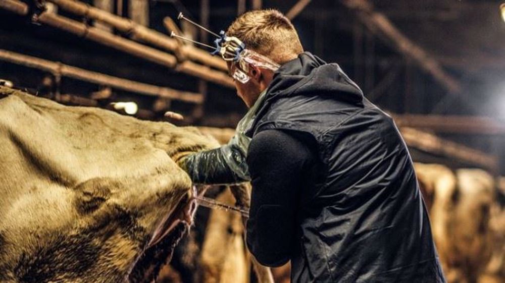Le nombre d'éleveurs-inséminateurs ne cesse de croître Le nombre d'éleveurs-inséminateurs ne cesse de croître