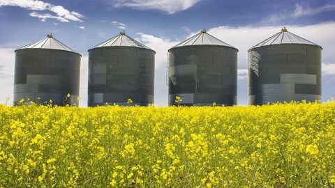 L'Europe va donc devoir importer du colza, vraisemblablement d'Australie et du Canada. (©Pixabay)