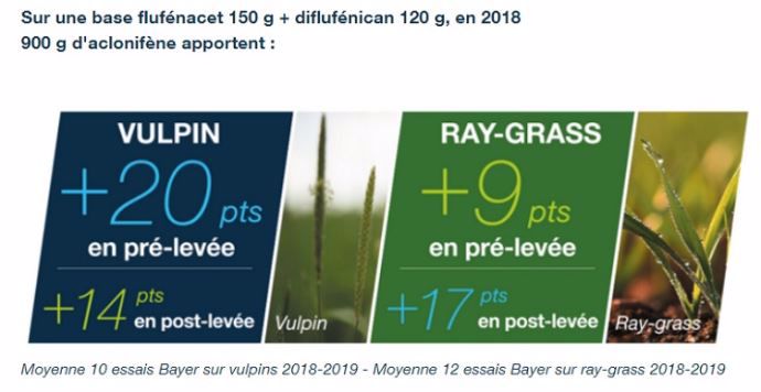 bayer