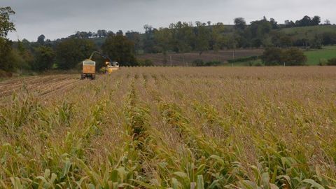 Pour l'ensilage de maïs épi, mieux vaut commencer par détourer la parcelle en récolte plante entière pour éviter les pertes du début. (©Terre-net Média) Pour l'ensilage de maïs épi, mieux vaut commencer par détourer la parcelle en récolte plante entière pour éviter les pertes du début. (©Terre-net Média)
