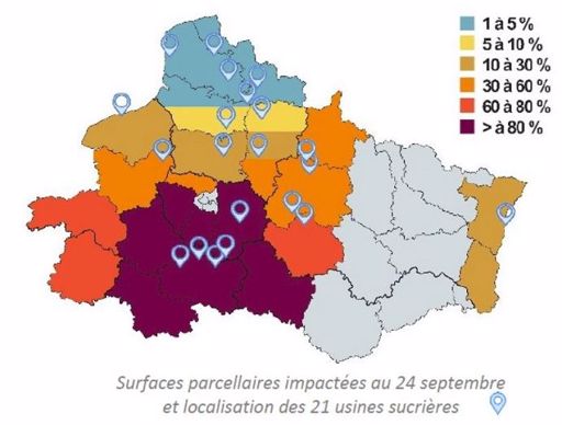 État des surfaces de betteraves sucrières impactées par la jaunisse