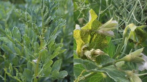 Selon l'enquête réalisée, les virus sur pois, féverole, lentille et pois chiche sont tous principalement transmis à la parcelle par les pucerons, à l’exception du Pea Seed borne Mosaic Virus (PSbMV). (©Terres Inovia) Selon l'enquête réalisée, les virus sur pois, féverole, lentille et pois chiche sont tous principalement transmis à la parcelle par les pucerons, à l’exception du Pea Seed borne Mosaic Virus (PSbMV). (©Terres Inovia)