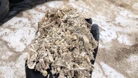 Concentré en énergie, l'ensilage de maïs épi est un bon complément aux rations basées sur l'herbe. (©Twitter/@OSourdin) Concentré en énergie, l'ensilage de maïs épi est un bon complément aux rations basées sur l'herbe. (©Twitter/@OSourdin)