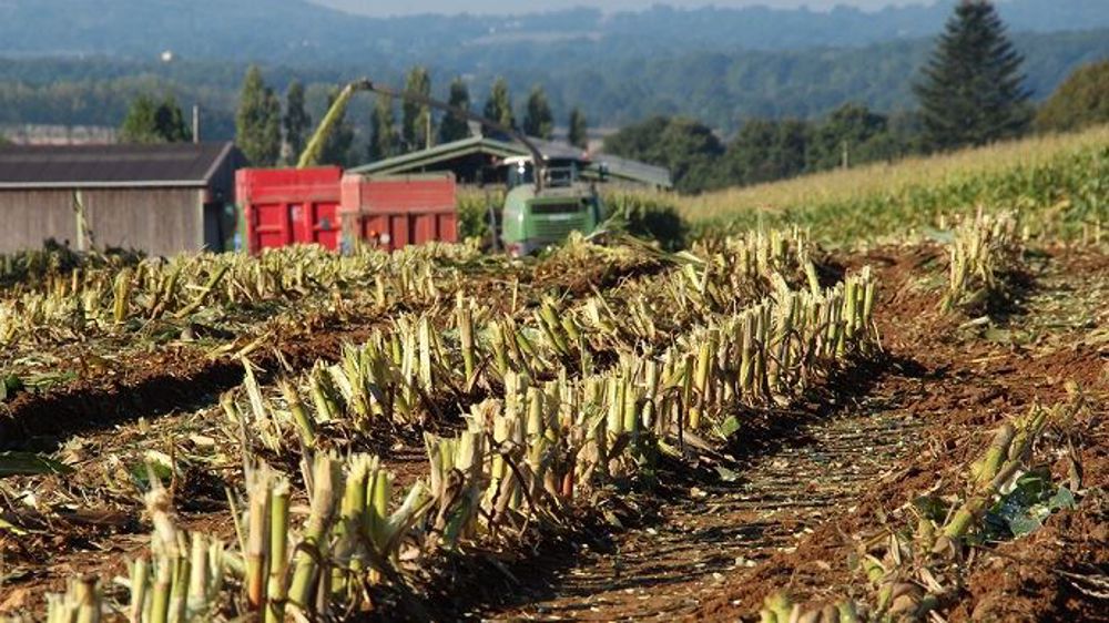 Le manque de fourrage a poussé 40 % des agriculteurs à transférer leur maïs grain en ensilage. (©Terre-net Média)