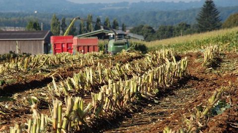 Le manque de fourrage a poussé 40 % des agriculteurs à transférer leur maïs grain en ensilage. (©Terre-net Média) Le manque de fourrage a poussé 40 % des agriculteurs à transférer leur maïs grain en ensilage. (©Terre-net Média)