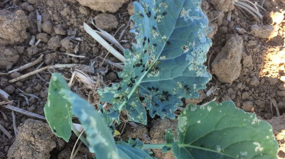 Les altises doivent rester sous surveillance sur colza. (©Corteva)