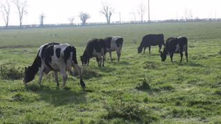 La conduite nutritionnelle des vaches taries en deux lots La conduite nutritionnelle des vaches taries en deux lots