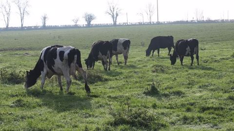 La conduite nutritionnelle des vaches taries en deux lots La conduite nutritionnelle des vaches taries en deux lots