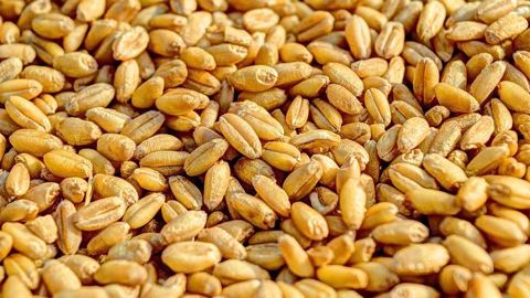  Le blé a franchi le seuil des 200 euros la tonne depuis le 6 octobre. (©Pixabay)