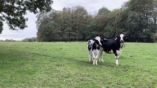 La vermifugation après la saison de pâturage est à raisonner en fonction des symptômes présentés par les animaux et des résultats d'analyse (coprologie, prise de sang...). (©Terre-net Média) La vermifugation après la saison de pâturage est à raisonner en fonction des symptômes présentés par les animaux et des résultats d'analyse (coprologie, prise de sang...). (©Terre-net Média)