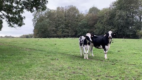 La vermifugation après la saison de pâturage est à raisonner en fonction des symptômes présentés par les animaux et des résultats d'analyse (coprologie, prise de sang...). (©Terre-net Média) La vermifugation après la saison de pâturage est à raisonner en fonction des symptômes présentés par les animaux et des résultats d'analyse (coprologie, prise de sang...). (©Terre-net Média)