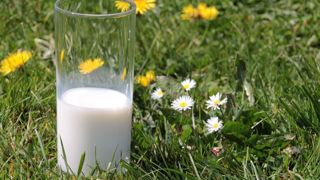 Pour la FNPL, les coopératives laitières n'ont pas joué le jeu de la loi Alimentation. (©Pixabay) Pour la FNPL, les coopératives laitières n'ont pas joué le jeu de la loi Alimentation. (©Pixabay)