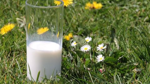 Pour la FNPL, les coopératives laitières n'ont pas joué le jeu de la loi Alimentation. (©Pixabay) Pour la FNPL, les coopératives laitières n'ont pas joué le jeu de la loi Alimentation. (©Pixabay)
