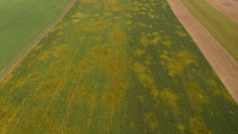 Du fait de la jaunisse et de la sécheresse, les baisses de rendements peuvent aller jusqu'à - 50 à - 60 %. (©CGB)