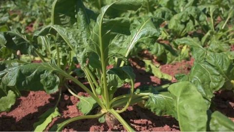 La betterave fourragère peut être semée ou plantée en mini-mottes. (©Chambre agriculture Grand-Est)