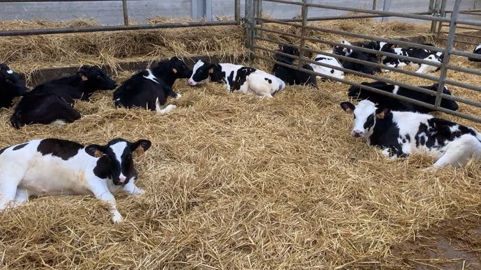 Nurserie veaux laitiers