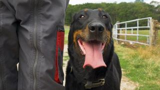 Olivier Lavancier (88) : « Moins de stress et plus de sérénité grâce au chien » Olivier Lavancier (88) : « Moins de stress et plus de sérénité grâce au chien »