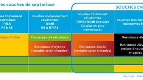 Efficacité des matières sur les souches de septoriose (©Adama)