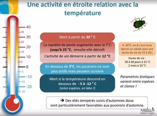 Activité des pucerons en étroite relation avec la température