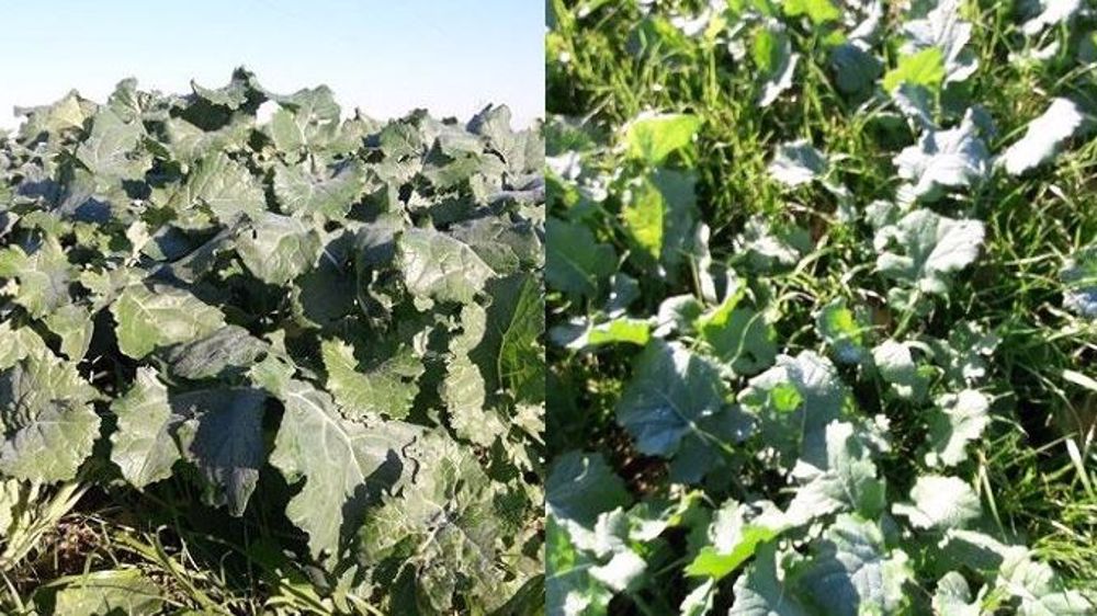 Selon Terres Inovia, la propyzamide limite fortement la pression de sélection de graminées résistantes aux herbicides foliaires. (©Terres Inovia)