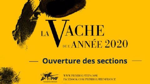 Vous avez jusqu'au 24/11 pour juger les différentes sections du concours Vache de l'année 2020. (©Prim'holstein France) Vous avez jusqu'au 24/11 pour juger les différentes sections du concours Vache de l'année 2020. (©Prim'holstein France)