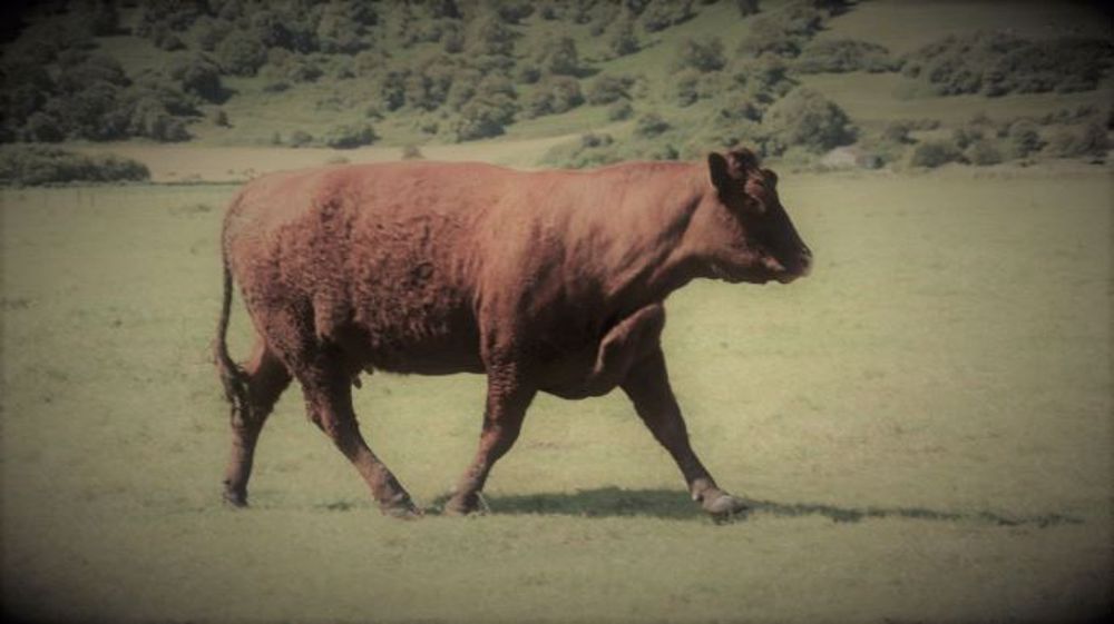 Conjoncture viande bovine : les cours des femelles se maintiennent mais ceux des JB ne remontent pas.(©Terre-net Média)