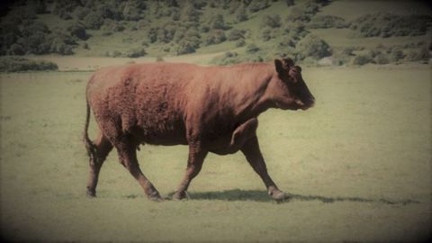 Conjoncture viande bovine : les cours des femelles se maintiennent mais ceux des JB ne remontent pas.(©Terre-net Média) Conjoncture viande bovine : les cours des femelles se maintiennent mais ceux des JB ne remontent pas.(©Terre-net Média)