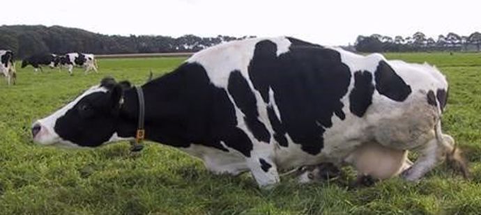 Mouvement de balancier d'une vache qui se lève