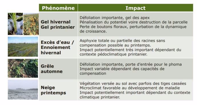Phénomènes climatiques extrêmes et conséquences sur le colza
