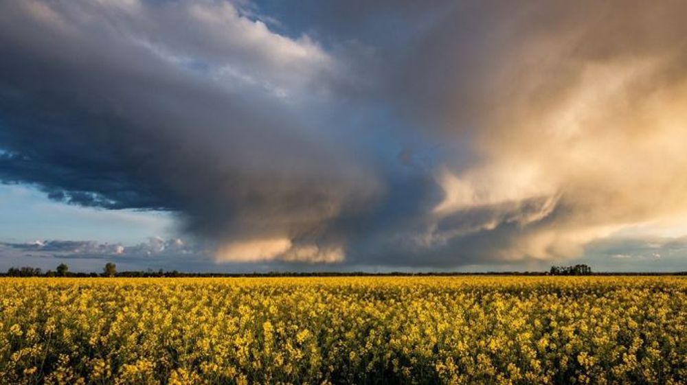 Le changement climatique impacte déjà lourdement la production de colza en France.(©Pixabay)