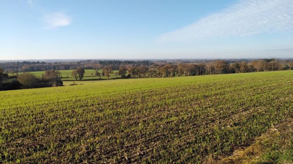 La vigilance vis-à-vis des pucerons dans les céréales à paille se poursuit. (©Dominique Luherne/Twitter)