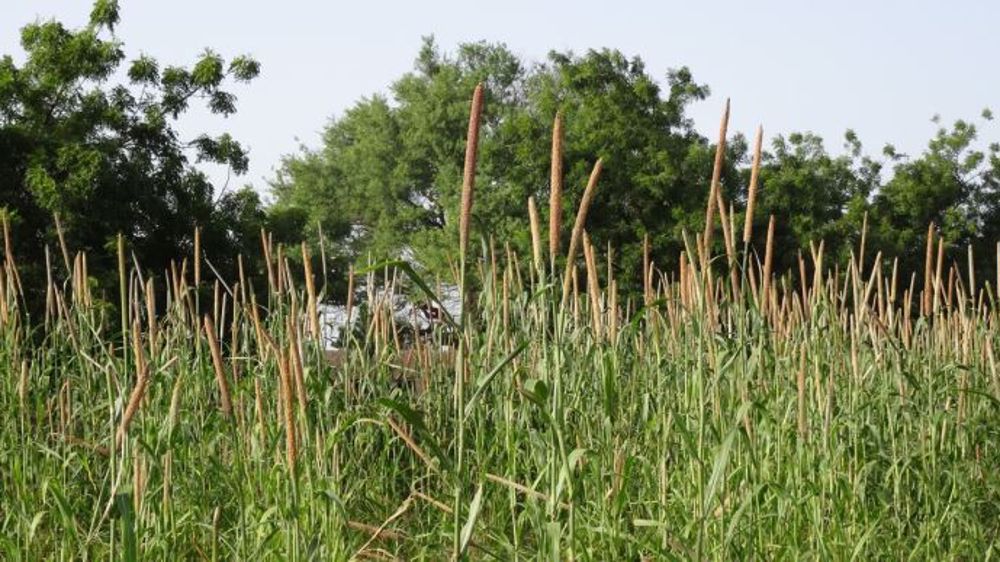 L'accès aux terres agricoles dans le monde est de plus en plus inégal, indique l'ILC. (©Terre-net Média)