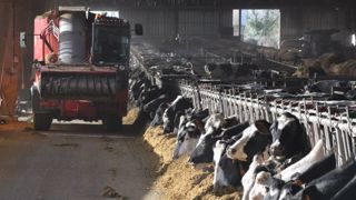 Opter pour une Cuma de désilage permet un gain de temps non négligeable. Côté prix de revient, compter 15 à 16 €/1 000 l de lait contre 20-30 €/1 000 l en individuel. (©Terre-net Média) Opter pour une Cuma de désilage permet un gain de temps non négligeable. Côté prix de revient, compter 15 à 16 €/1 000 l de lait contre 20-30 €/1 000 l en individuel. (©Terre-net Média)