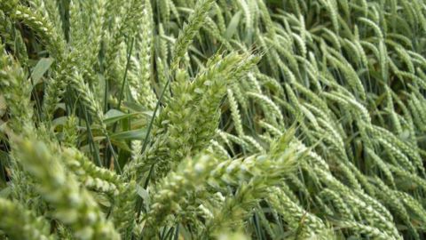 Orfèvre est autorisé sur les principales céréales : blé tendre, blé dur, avoine d'hiver, orge, seigle, épeautre et triticale. (©Terre-net Média)
