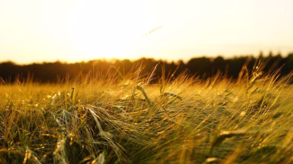 La Coordination rurale s'inquiète des conséquences en matière de production, d'importations et de prix, de la stratégie européenne "De la Ferme à la fourchette" (©Pixabay)